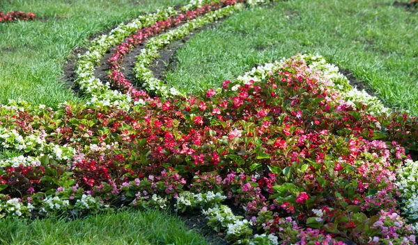 Floral Landscaping Brengt Een Rel Van Kleur Straten Van Stad — Stockfoto