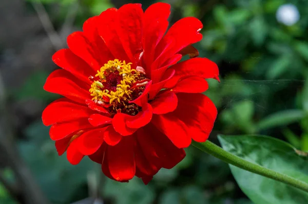 Květina Zinnia Jsou Původem Křoví Jihozápadě Spojených Států Jižní Ameriky — Stock fotografie