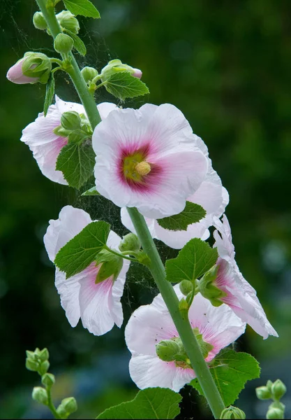 Althaea Officinalis Marsh Mallow Perennial Species Indigenous Europe Western Asia — Stock Photo, Image