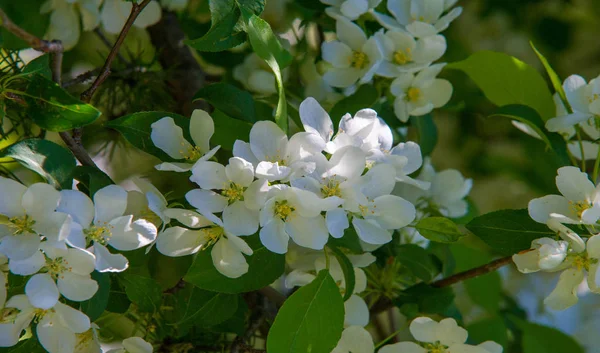 Apple Flowers Apple Flossom Сонячному Світлі Над Природним Зеленим Фоном — стокове фото