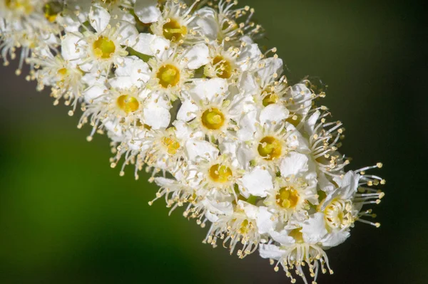 Flowers of bird cherry. A tree with white fragrant flowers,