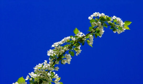 Apple Flowers, Apple blossom. in the sunshine over natural green background.  tree white blossoms in Spring.