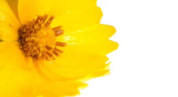 Çiçek Tarlası Için Sarı Kozmos Ayçiçeği Familyasındaki Çiçek Açan Bitkilerden — Stok fotoğraf
