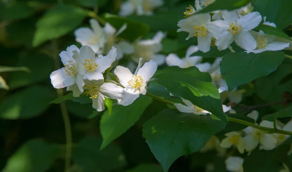 Jasmin Arbuste Ancien Monde Plante Grimpante Qui Porte Des Fleurs — Photo