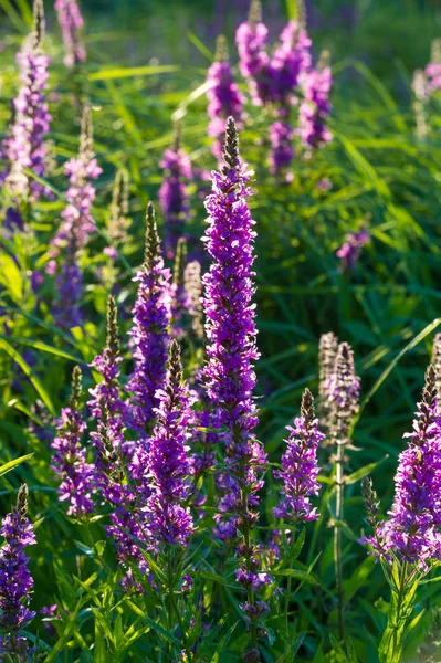 Orchis Genus Orchid Family Occurring Mainly Europe Northwest Africa Ranging — Stock Photo, Image