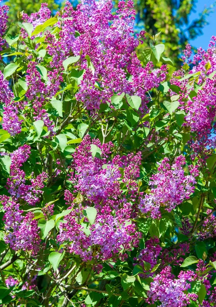 オリーブ科の木本植物の開花の新羅ライラック種は 東南ヨーロッパから東アジアへの森林やスクラブに自生し 一般的に他の温帯地域で栽培されています — ストック写真