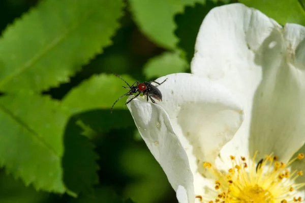 Dogrose Květiny Briar Eglantine Canker Rose Jemně Ochucená Euroasijská Divoká — Stock fotografie