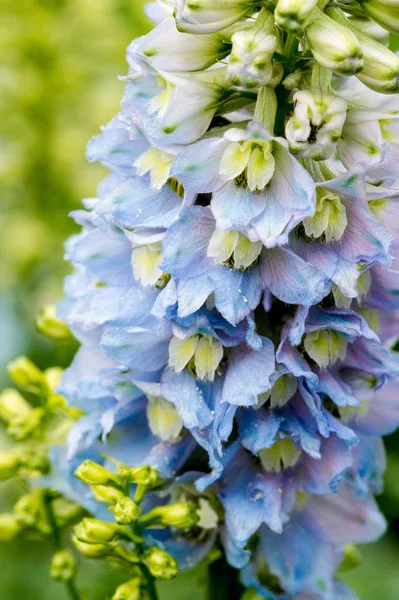 デルフィニウム Delphinium 北半球全域および熱帯アフリカの高い山に自生するラン科ラン科の多年草開花植物約300種の属です — ストック写真