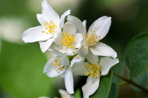 Philadelphus Named Mock Orange Reference Flowers Which Wild Species Look — Stock Photo, Image