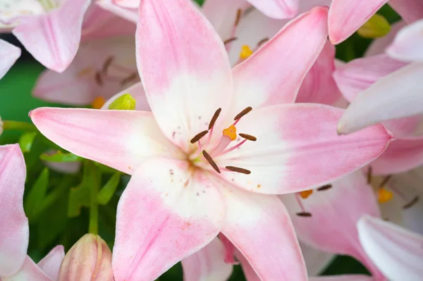 ユリユリユリ 花は大きく しばしば芳香があり オレンジ ピンク 紫などの幅広い色で提示されます マーキングにはスポットやブラシストロークが含まれます — ストック写真