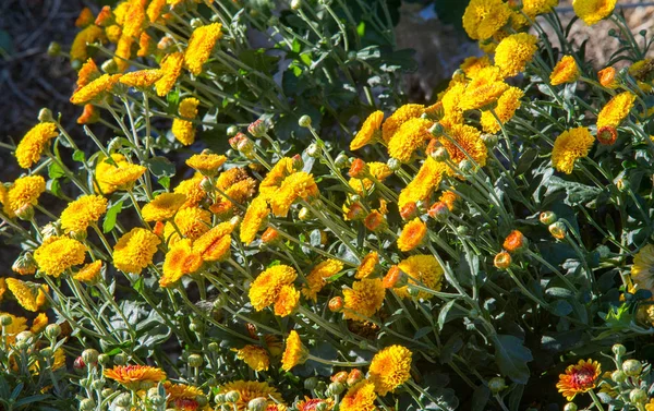 Bouquet Fiori Mazzo Fiori Ben Disposti Particolare Uno Presentato Come — Foto Stock