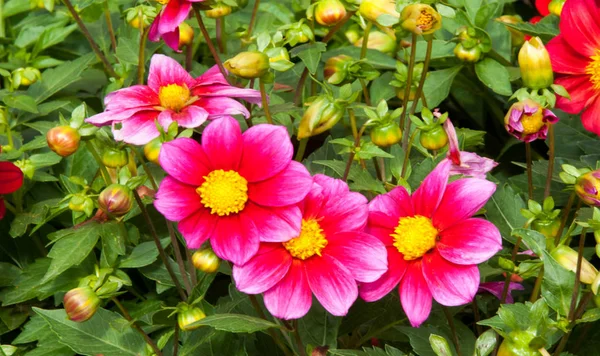 Dahlia Mexican Plant Tuberous Root Family Daisies Grown Its Brightly — Stock Photo, Image
