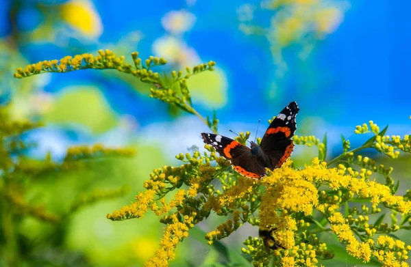 Flor Solidago Comumente Chamado Goldenrods Vem América Norte Incluindo México — Fotografia de Stock