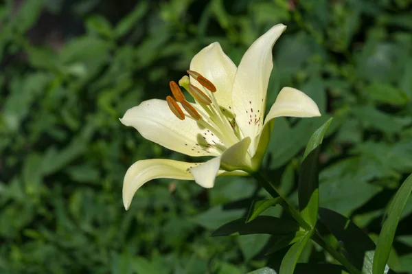 Lilies Lilium Lily Flowers Large Often Fragrant Presented Wide Range — Stock Photo, Image