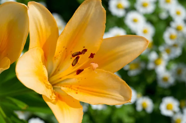 Lilies Lilium Lily Flowers Large Often Fragrant Presented Wide Range — Stock Photo, Image