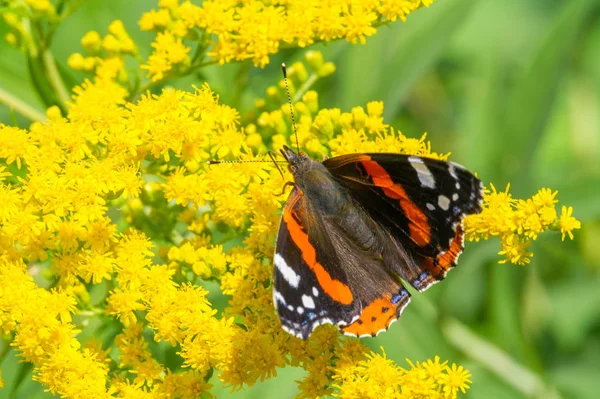 Solidago Comumente Chamado Goldenrods Usado Tônico Renal Tradicional Por Praticantes — Fotografia de Stock