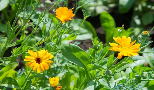 Calendula Plants Genus Tagetes Common Name Refers Virgin Mary Popular — Stock Photo, Image