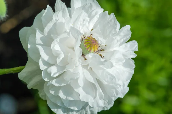 Papaver Tiene Propiedades Medicinales Los Tallos Contienen Leche Látex Látex — Foto de Stock