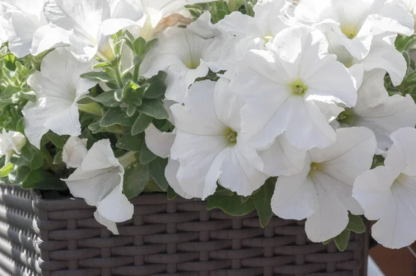 Petunia Los Mayas Incas Creían Que Las Petunias Tenían Poder — Foto de Stock