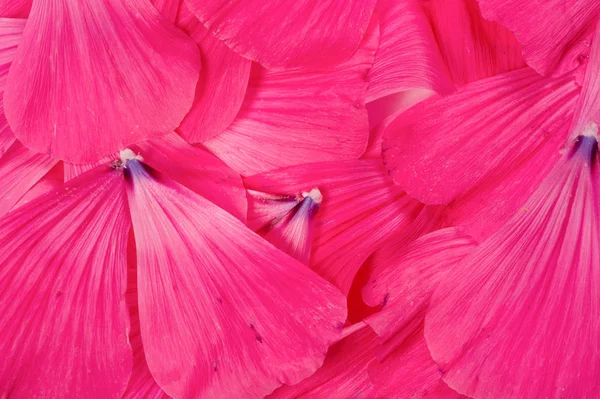 Textura Fondo Patrón Pétalos Flores — Foto de Stock