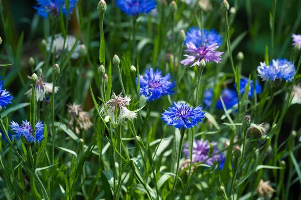 Blue Cornflower Its Popularity United States Canada Britain Australia High — Stock Photo, Image