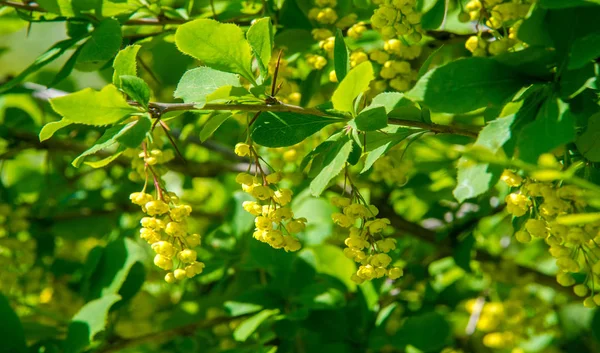 ベルベリス ヴァルガリス Berberis Valgaris ヨーロッパの大麦または単に大麦で ベルベリス属の低木である 食用のブティ酸果実を生産する 多くの国で栽培されています — ストック写真