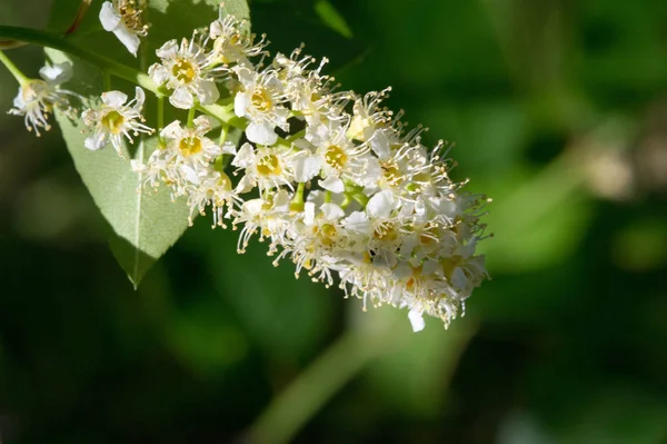 Flowers of bird cherry. A tree with white fragrant flowers,