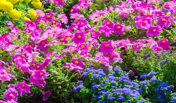 Floral Landscaping Brings Riot Color City Streets City Beds Flowers — Stock Photo, Image