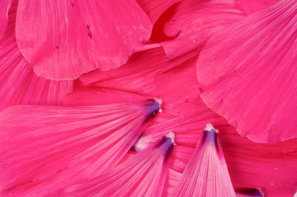 Текстура Фону Візерунок Пелюстки Квітів — стокове фото