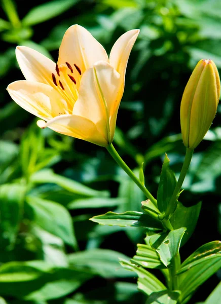 Lilium Genus Herbaceous Flowering Plants Growing Bulbs All Large Prominent — Stock Photo, Image