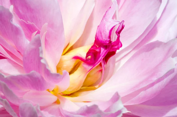 Peonía Peonía Una Planta Con Flores Perteneciente Género Paeonia Única — Foto de Stock