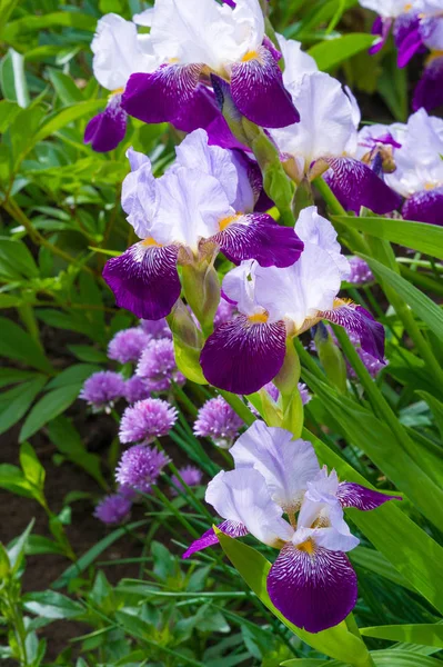 Iris Blomst Regnbuens Gudinne Som Fungerte Som Gudenes Budbringer – stockfoto