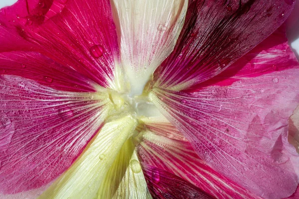 Malva Malvaceae Familyasından Bir Cinstir — Stok fotoğraf