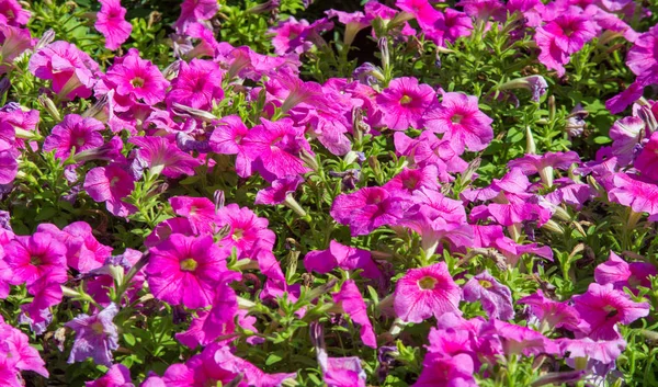 Petunia Una Las Plantas Con Flores Origen Sudamericano Este Nombre —  Fotos de Stock