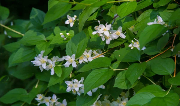 Jazmín Arbusto Del Viejo Mundo Planta Trepadora Que Lleva Flores — Foto de Stock