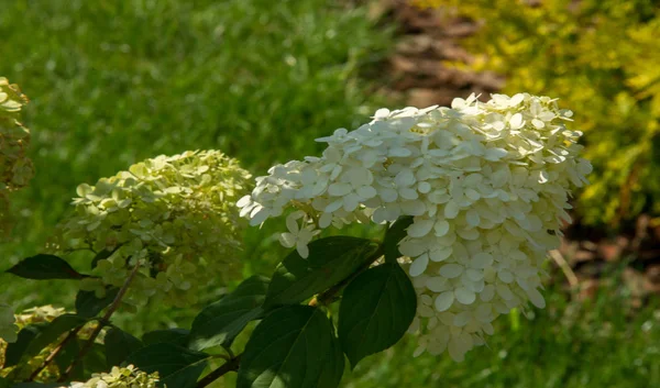 Viburum Opulus Var Steril Boule Neige Avrupa Kızılcık Çalısı Hanımeli — Stok fotoğraf