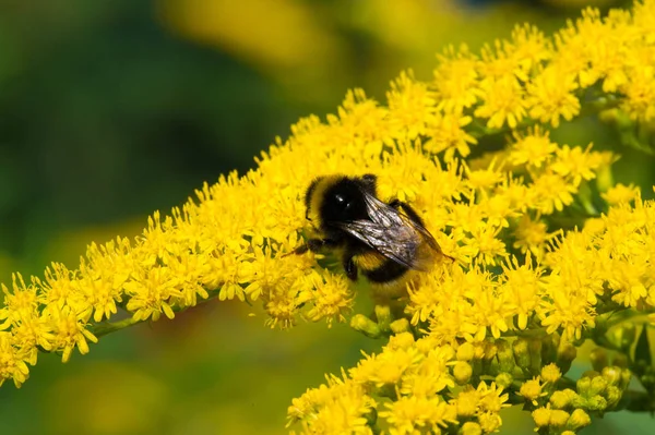 Saltago Blomman Vanligen Kallad Ett Gyllene Träd Kommer Från Nordamerika — Stockfoto