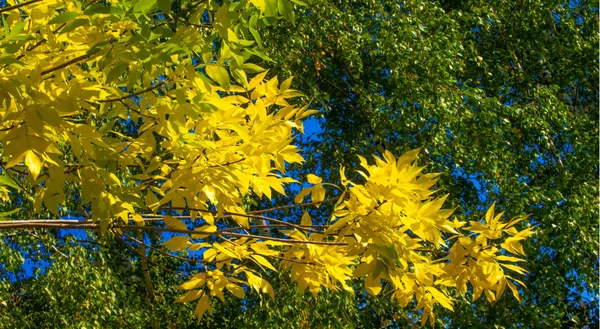 Autumn Landscape Photography Maple Tree Shrub Lobed Leaves Winged Fruits — Stock Photo, Image