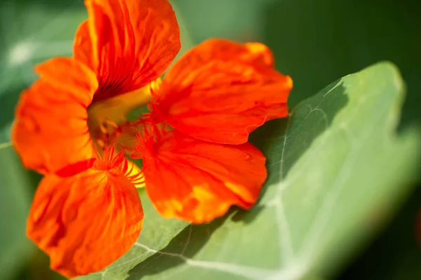 Tropaeolum Κοινώς Γνωστό Nasturtiums Κυριολεκτικά Ανεμοστρόβιλος Μύτη Μητρική Της Νότιας — Φωτογραφία Αρχείου