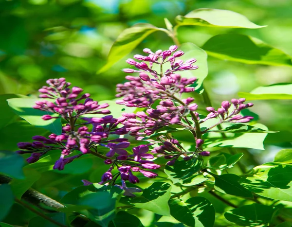 Gatunki Jagód Liliowych Kwitnących Roślin Leśnych Rodziny Oliwek Występujące Lasach — Zdjęcie stockowe