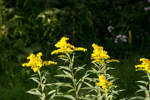 Цветок Солтаго Обычно Называемый Золотым Деревом Происходит Северной Америки Включая — стоковое фото