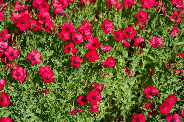 Kaliopsis Coreopsis Łaskotki Koreopsis Rdzennych Amerykanów Można Znaleźć Dwóch Siedliskach — Zdjęcie stockowe