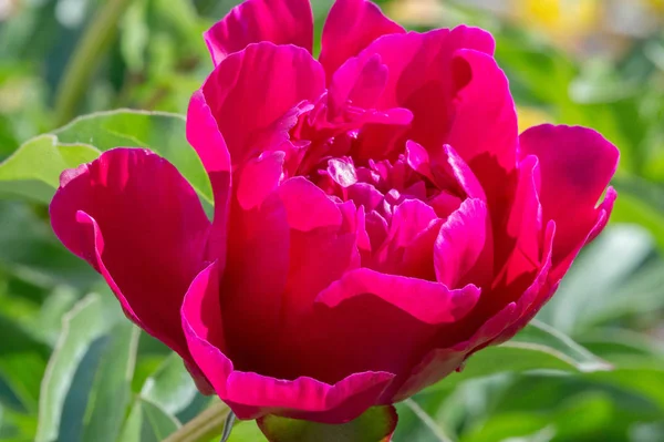 Peony Paeony Flowering Plant Genus Paeonia Only One Family Paeoniaceae — Stock Photo, Image