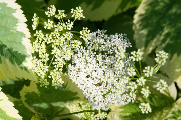 Aethusa Cynapium Oak Petersilie Dumme Oder Giftige Petersilie Stammt Aus — Stockfoto