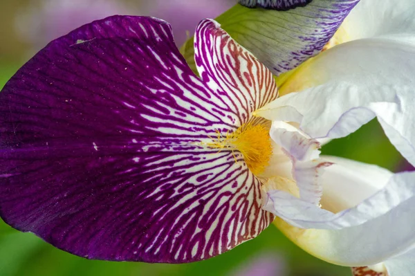 Flor Íris Deusa Arco Íris Que Agiu Como Mensageiro Dos — Fotografia de Stock