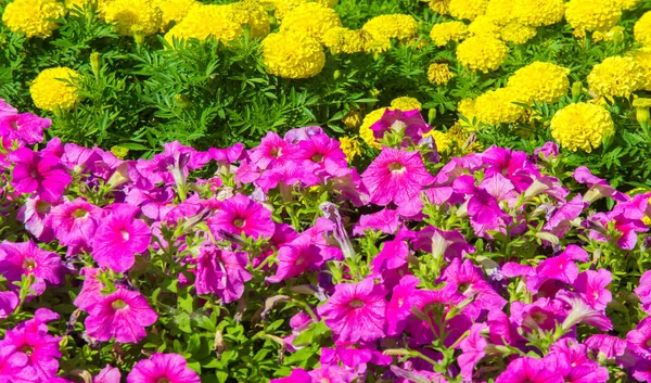 Floral Landscaping Brengt Een Rel Van Kleur Straten Van Stad — Stockfoto