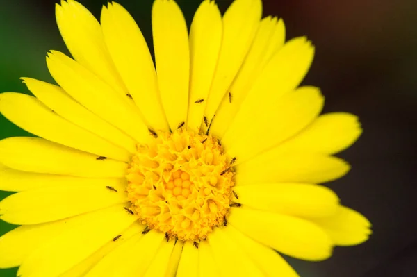 Calendula Qui Est Souvent Connu Sous Nom Souci Est Des — Photo