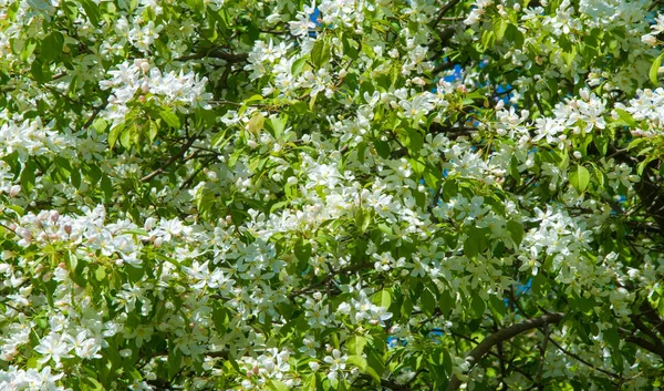 Fleurs Pomme Fleur Pomme Soleil Sur Fond Vert Naturel Les — Photo