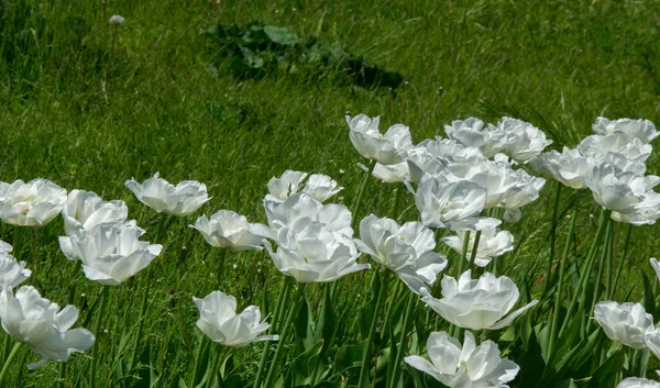 Tulipany Bulwiasta Wiosenno Kwitnąca Roślina Śmiało Kolorowymi Kwiatami Kształcie Kubka — Zdjęcie stockowe