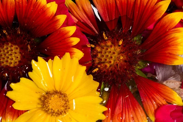 Mező Rét Virágok Letépett Fényképezett Vízben Szakadozó Szirmok Élénk Színei — Stock Fotó